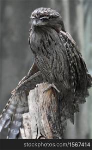 Partially extended wing on a tawny frogmouth bird.
