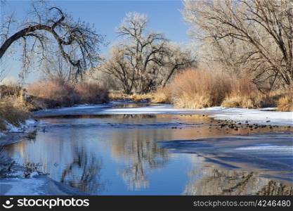 partially frozen Cache la Poudre River in Fort Collins, Colorado framed with cottonwood trees