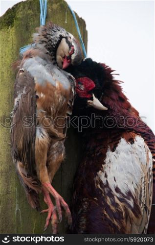 Partridge and pheasant hanging on a fence post