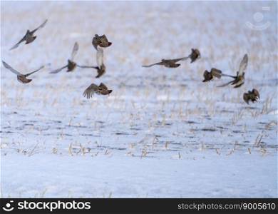 Partridge in Winter Freezing Cold in Flight Partridge in Winter Freezing Cold in Flight