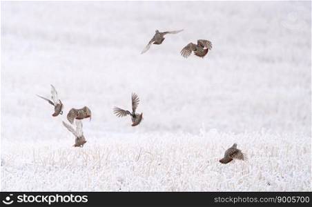 Partridge in Winter Freezing Cold Saskatchewan Partridge in Winter Freezing Cold Saskatchewan