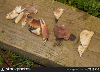 Parts of UK crab, outside on a plank of wood.