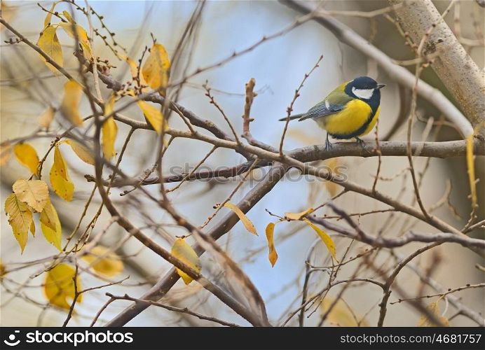 Parus major, great tit bird on autumn branch tree