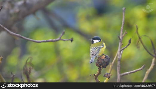 Parus major, Great tit on autumn tree brunch