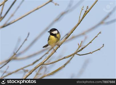 Parus major,saithe common hanging from a tree branch