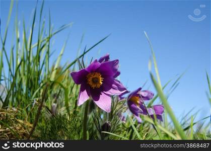 Pasque flower closeup at blue sky, a low perspective image.