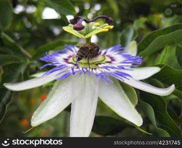 Passiflora in bloom. Brasil maraquja and the bee