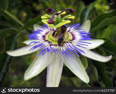 Passiflora in bloom. Brasil maraquja and the bee