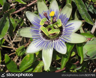 Passion flower