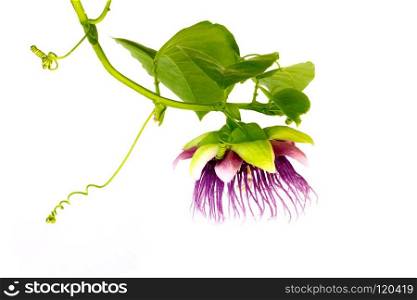 passion fruit flower  Passiflora  isolated on white background