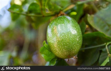 Passion fruit growing on vine tree plant, Fresh raw green passion fruit