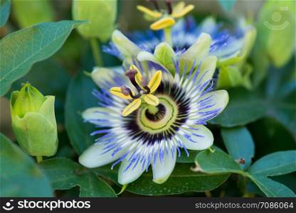 passionflower close up on natural background. beautiful flower of passiflora on natural background