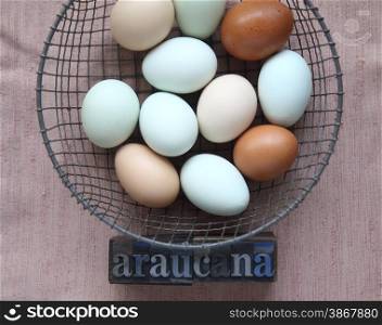 pastel and brown eggs in a wire basket with the word araucana in old metal type