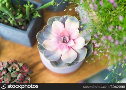 pastel cactus in the pot top view on the wooden table background. pastel cactus in the pot top view on the wooden table backgrounds. spring flower concept