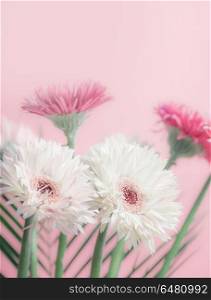 Pastel color daisy or gerbera flowers bunch at pink background, front view, close up