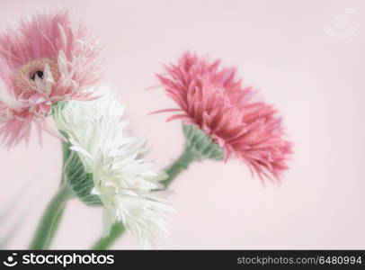 Pastel color flowers at pink background, front view, close up
