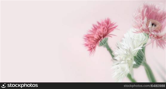 Pastel color flowers at pink background, front view, close up, banner