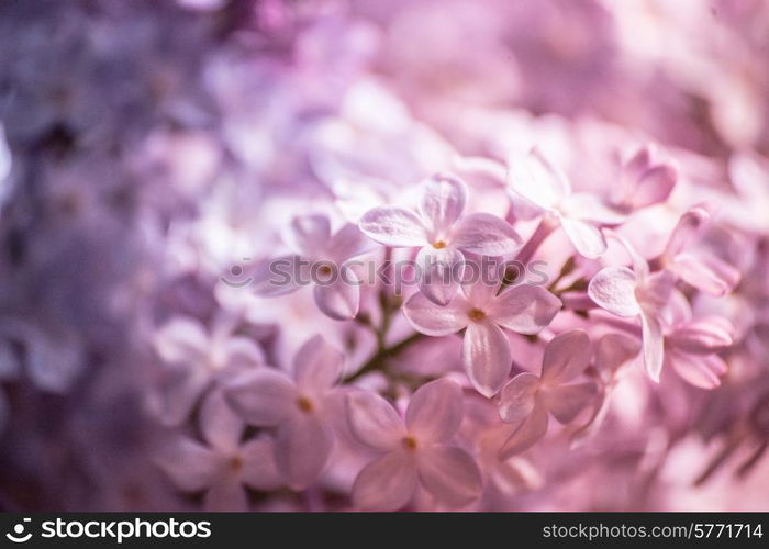 Pastel lilacs