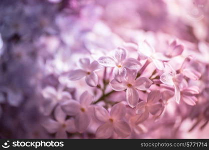 Pastel lilacs