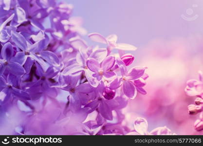 Pastel lilacs