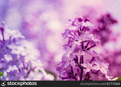 Pastel lilacs