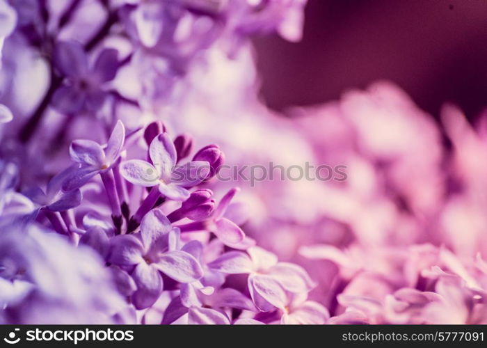 Pastel lilacs