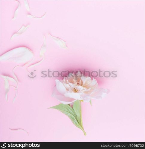 Pastel pink floral background with white peony flowers and petals, top view, flat lay