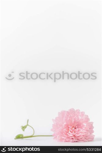 Pastel pink flower on white background, front view. Layout or greeting card for Mothers day, wedding or happy event