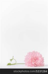 Pastel pink flower on white background, front view. Layout or greeting card for Mothers day, wedding or happy event