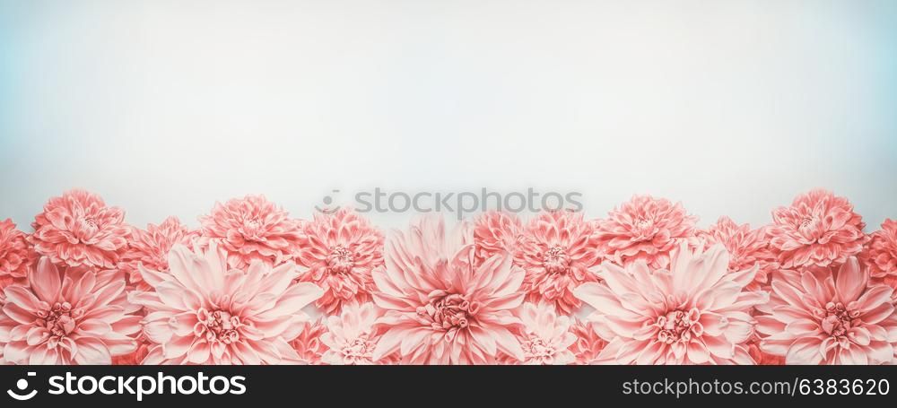 Pastel pink flowers banner or border on pale blue background, top view. Floral layout , mock up or template