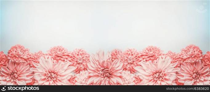 Pastel pink flowers banner or border on pale blue background, top view. Floral layout , mock up or template
