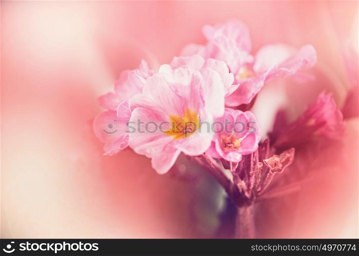 Pastel pink flowers on blurred nature background