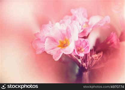 Pastel pink flowers on blurred nature background