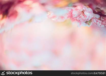 Pastel pink spring blossom background with bokeh