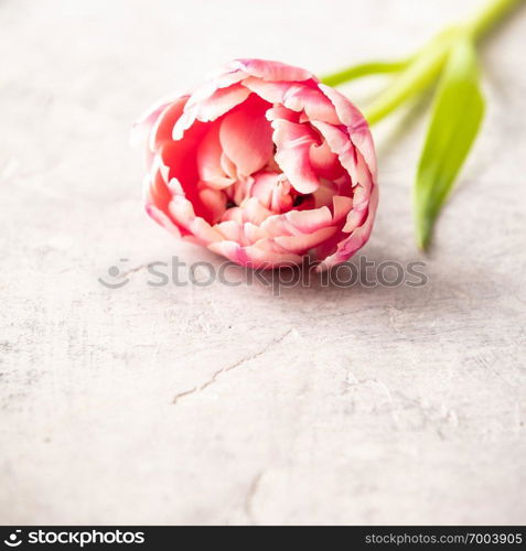 Pastel pink tulips on shabby chic background, space for text