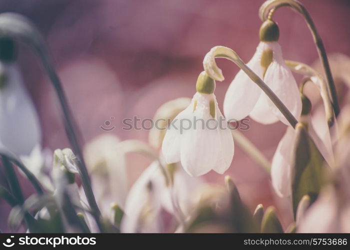 Pastel snowdrops