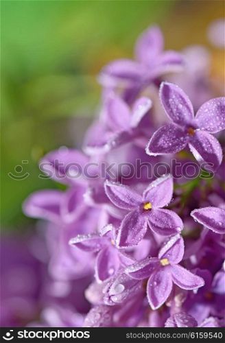 Pastel tender floral natural background from lilac flowers