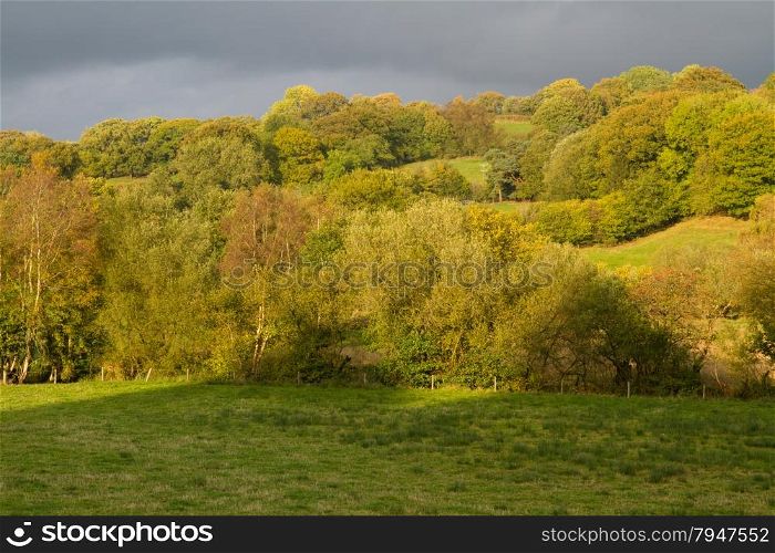 Pastoral fields and hedges. Powys, Wales. Low sunlight, green, peaceful