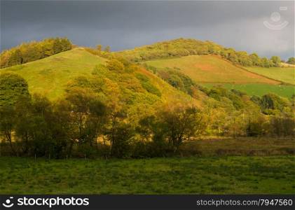 Pastoral fields and hedges. Powys, Wales. Low sunlight, green, peaceful