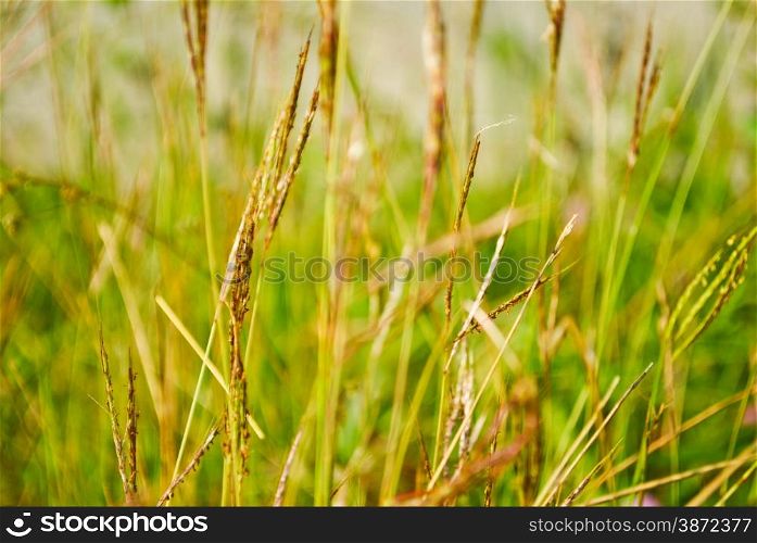 Pasture grass for use as a background