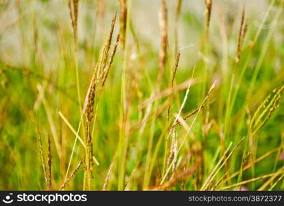 Pasture grass for use as a background