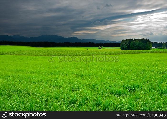 Pasture in Southern Bavaria in the Rainy Day
