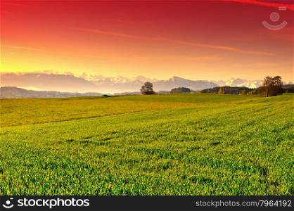 Pasture on the Background of Snow-capped Alps in Switzerland at Sunset