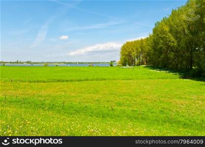 Pasture on the Banks of the Rhine in Holland