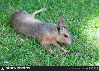 Patagonian mara lying on the green grass