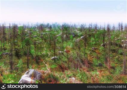 Path along the plateau among the mystic dry trees and boulders on top of Mount Vottovaara at sunny day. Karelia, Russia.. Top of Mount Vottovaara