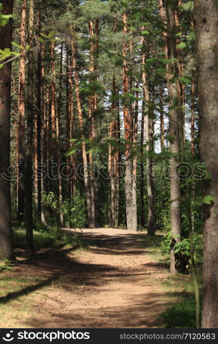 path among trees in a pine forest in summer on a sunny day