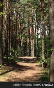 path among trees in a pine forest in summer on a sunny day