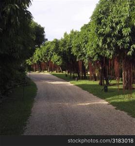 Path amongst trees
