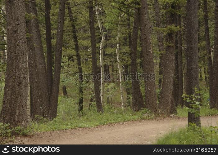 Path and trees in forest